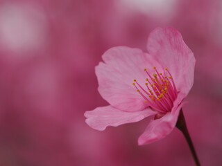 春の花　桜　ヨウコウザクラ