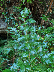 Shiny leaves in the forest.