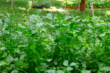 Close-up of Parsley growing on plant