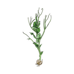Peas microgreens color sketch.