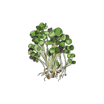 Microgreens bunch hand drawn vector illustration isolated on white background.