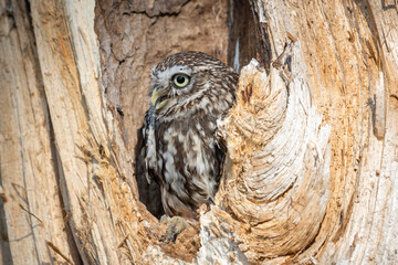 Little owl in a tree 