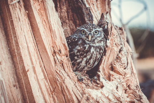 Little owl in a tree 