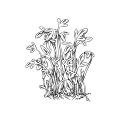 Hand drawn monochrome watercress micro-green sketch style