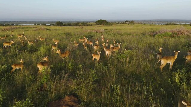 Aerial view circling a herd of Grant's Gazelle (Nanger granti), sunset in Uganda