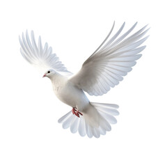 white dove flying