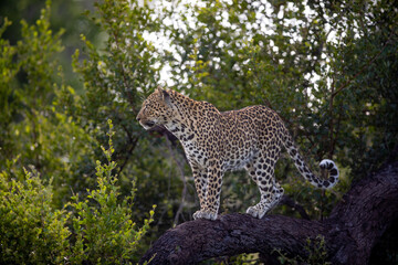 A leopard, Panthera pardus, standing on a branch and gazes out into the distance