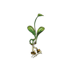 Microgreen, green sprout in sketch style, vector illustration on white.