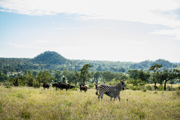 A female zebra and her baby nursing, Equus quagga, with Wildebest, Connochaetes , in the backround.