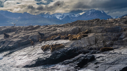 A colony of sea lions is resting on the slope of a rocky islet, huddled together. The cormorants sat down on the cliffs. Picturesque mountains against the sky and clouds. Isla de los lobos. Argentina