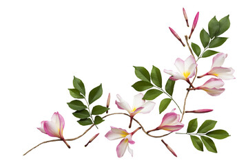 pink flowers frangipani local flora arrangement flat lay postcard style 