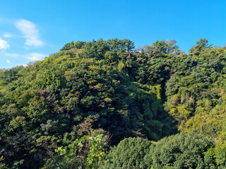 Fototapeta na wymiar This is a subtropical forest on Jeju Island.