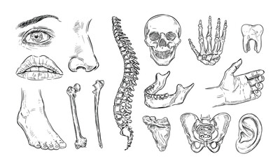 human anatomy handdrawn collection