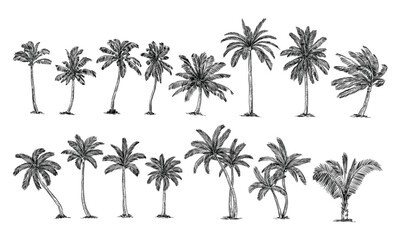 coconut tree handdrawn collection
