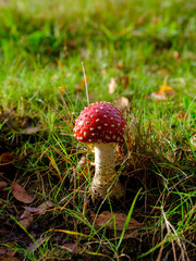 Fliegenpilz in grünem Gras mit Herbstlaub