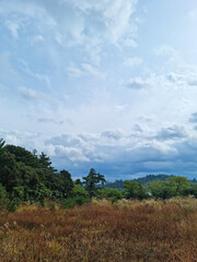 Obraz premium This is the autumn scenery of Jeju Island.