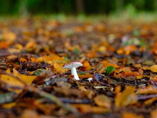 Kleiner weißer Pilz auf Herbstlaub im Wald