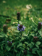 Flower in the garden