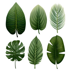 Obraz premium Set of watercolor tropical leaves isolated 