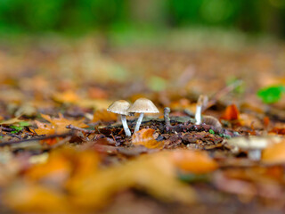  Kleine Pilze auf Waldboden mit Herbstlaub