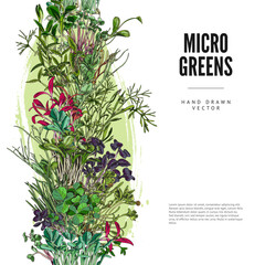 Botanical poster with vertical microgreens border color sketch.