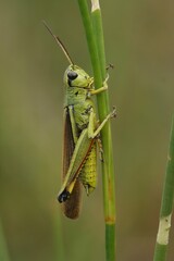 Vertical closeup on the emerald green and endangered long marsch grasshopper, Stethophyma grossum sitting on a grass straw