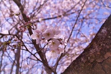 京都の桜と春
