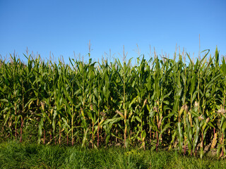Sonniger Maisfeld-Hintergrund unter klarem blauem Himmel
