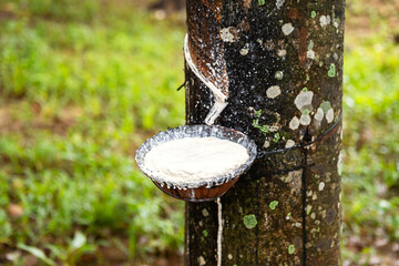 Tapping latex from rubber tree to the bowl.