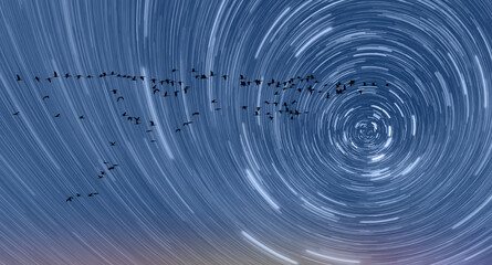 Flock of migration birds flying in V formation against sunset sky - Star trails rotation of bright...