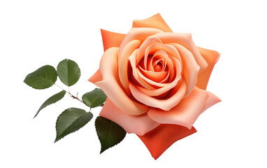 The Delicate Language of a Coral Rose on White or PNG Transparent Background