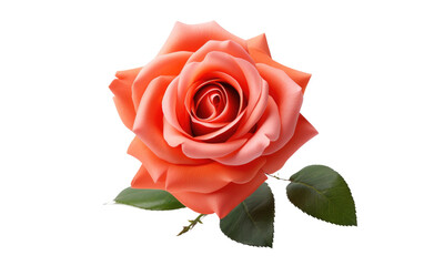 The Allure of a Coral Rose in Bloom on White or PNG Transparent Background