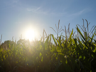Sonnenuntergang über einem Maisfeld