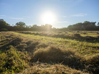 Frisch gemähtes Heu auf Feld im Abendlicht