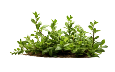 The Enchanting Dance of Flower and Herbs on White or PNG Transparent Background