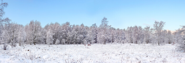 European winter forest, panorama.