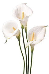 Top side closeup macro view of A collection two, three Arum lily flowers isolated on a white background PNG