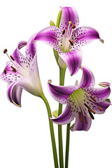 Top side closeup macro view of A collection two, three Belladonna Lily flowers isolated on white background