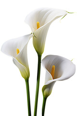 Obraz premium Top side closeup macro view of A collection two, three Arum lily flowers isolated on a white background PNG