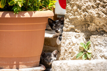 Two stray kittens hiding by a plant pot, on the Island of Cyprus
