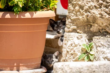 Küchenrückwand glas motiv Two stray kittens hiding by a plant pot, on the Island of Cyprus © lemanieh