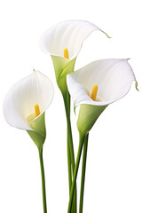 Top side closeup macro view of A collection two, three Arum lily flowers isolated on a white background PNG