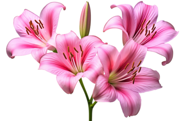 Top side closeup macro view of A collection two, three Belladonna Lily flowers isolated on white background
