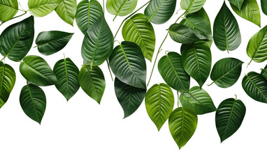 Showcasing the Beauty of Exotic Leaves on White or PNG Transparent Background