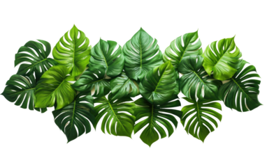 Dancing Leaves in the Tropical Breeze on White or PNG Transparent Background