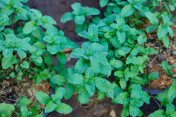 Directly above shot of mint leaves in potted plant