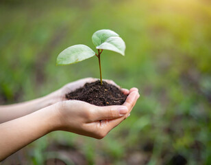 environment Earth Day. In the hands of trees growing seedlings. Bokeh green Background Female hand holding tree on nature field grass Forest conservation concept