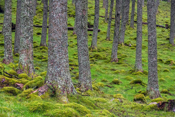 Trunks of fir trees with green vegetation around them