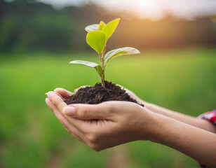 environment Earth Day. In the hands of trees growing seedlings. Bokeh green Background Female hand holding tree on nature field grass Forest conservation concept