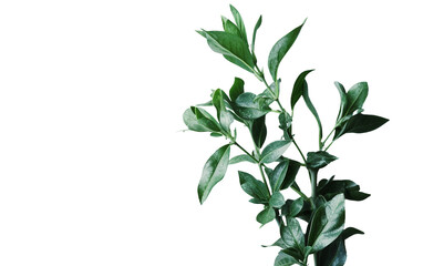 Green Elegance Plant On Transparent Background.